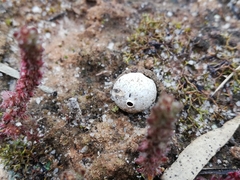 Tulostoma