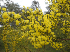 Acacia acinacea