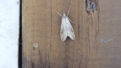 Evergestis forficalis