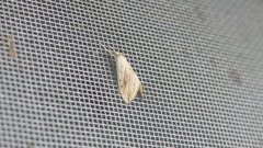 Evergestis forficalis