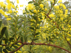 Acacia acinacea