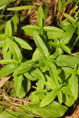 Epilobium