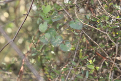 Calystegia tuguriorum