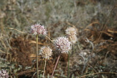 Allium tarkhankuticum