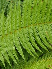 Dryopteris