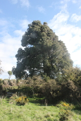Dacrycarpus dacrydioides