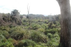 Cyperus ustulatus