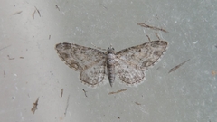 Eupithecia inturbata