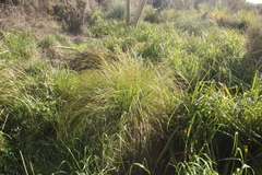 Carex secta