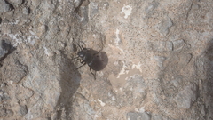 Tenebrionidae