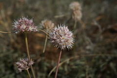 Allium tarkhankuticum