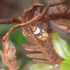 Piloprepes aemulella
