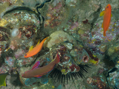 Pseudanthias squamipinnis