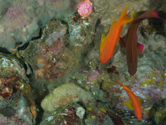 Pseudanthias squamipinnis