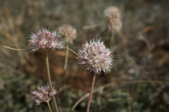 Allium tarkhankuticum