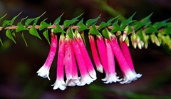 Epacris longiflora