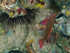 Pseudanthias squamipinnis