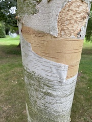 Betula utilis jacquemontii