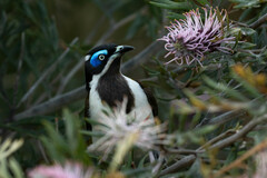 Entomyzon cyanotis