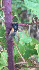 Mesembrina meridiana