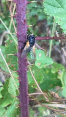 Mesembrina meridiana
