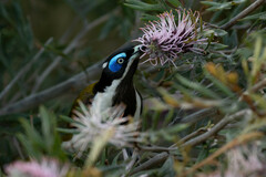 Entomyzon cyanotis
