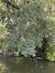 Populus
