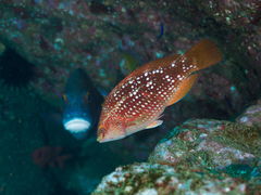 Notolabrus gymnogenis