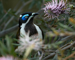 Entomyzon cyanotis