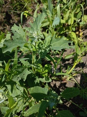 Atriplex tatarica