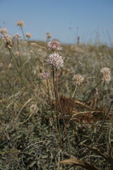 Allium tarkhankuticum