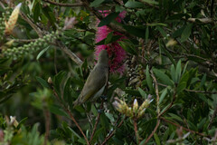 Lichmera indistincta