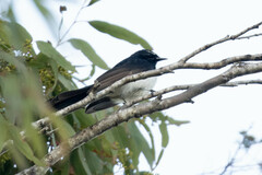 Rhipidura leucophrys