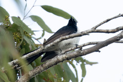 Rhipidura leucophrys