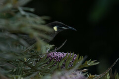 Meliphaga lewinii