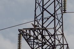 Neophron percnopterus