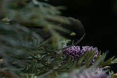 Meliphaga lewinii