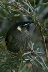 Meliphaga lewinii