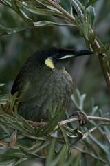 Meliphaga lewinii