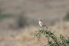 Oenanthe isabellina