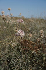 Allium tarkhankuticum