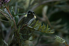 Meliphaga lewinii