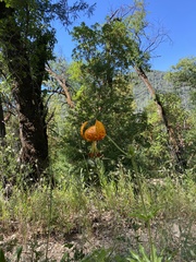 Lilium humboldtii