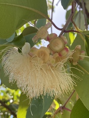 Syzygium suborbiculare