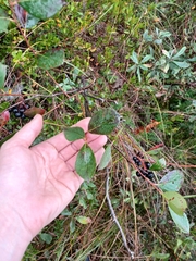 Aronia melanocarpa