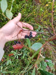Aronia melanocarpa