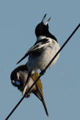 Cracticus nigrogularis