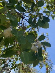 Syzygium suborbiculare
