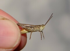 Chorthippus macrocerus