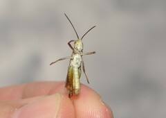 Chorthippus macrocerus